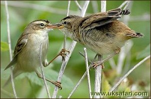 Sedge Warblers - Photo  Copyright 2004 Bob Ball