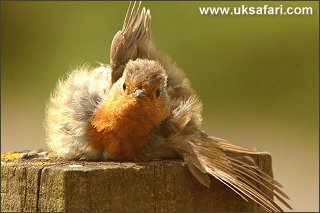 Robin - Photo  Copyright 2004 Louis Joyce