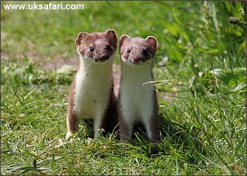 Stoats - Photo  Copyright 2006 Dean Eades