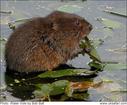 Water Vole - Photo  Copyright 2008 Bob Ball