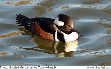 Hooded Merganser - Photo  Copyright 2008 Tony Adamcik