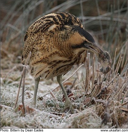 Photo: Bittern - Photo  Copyright 2009 Dean Eades