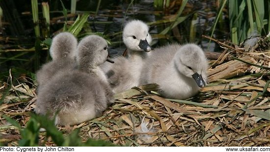 Cygnets - Photo  Copyright 2009 John Chilton