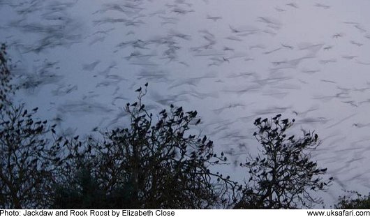 Jackdaw + Rook Roost - Photo  Copyright 2009 Elizabeth Close