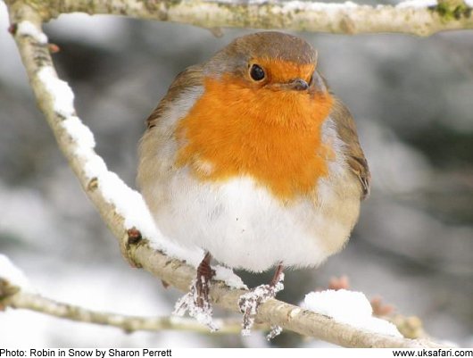 Robin in Snow - Photo  Copyright 2009 Sharon Perrett