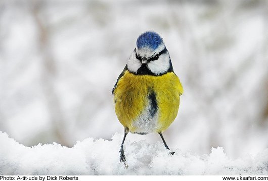 A-tit-tude - Photo  Copyright 2010 Dick Roberts