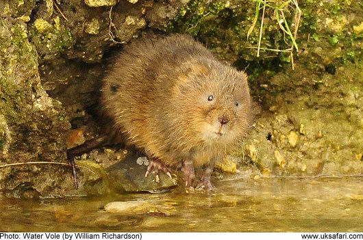 Water Vole - Photo  Copyright 2010 William Richardson