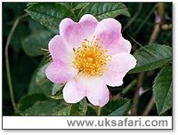 Wild Rose - Photo  Copyright 2000 Gary Bradley