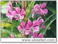 Rosebay Willowherb - Photo  Copyright 2001 Gary Bradley