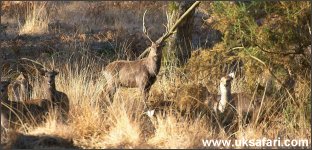 Sika Deer - Photo  Copyright 2005 Steve Lobley