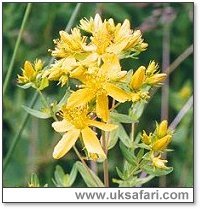 St. John's Wort - Photo  Copyright 2003 Gary Bradley