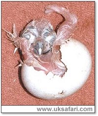 Tawny Owl Hatching - Photo  Copyright 2003 Helen Adsett