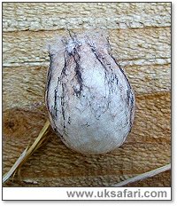 Wasp Spider Egg Sac - Photo  Copyright 2005 Martin Briaris