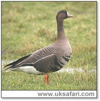 White-Fronted Goose - Photo  Copyright 2005 Steve Botham