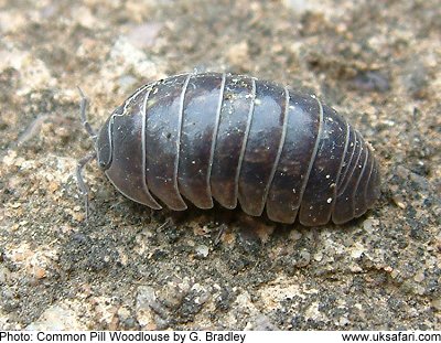 pill woodlouse