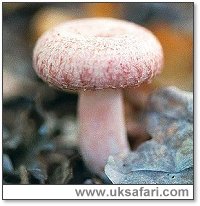 Wooly Milk Cap - Photo  Copyright 2001 Gary Bradley