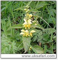 Yellow Achangel - Photo  Copyright 2003 Gary Bradley