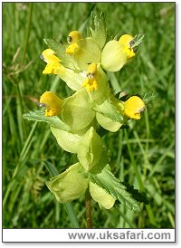 Yellow Rattle - Photo  Copyright 2003 Gary Bradley