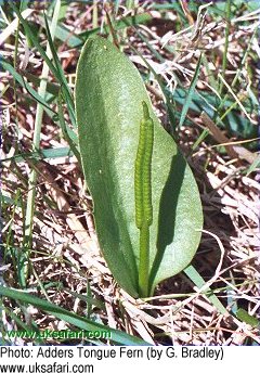 Adder's Tongue Fern