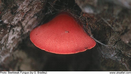 Beefsteak Fungi