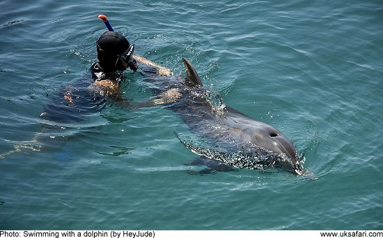 Swimming with a Dolphin