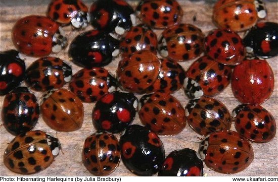 Hibernating Harlequin Ladybirds by Julia Bradbury