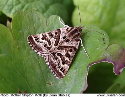 Mother Shipton Moth