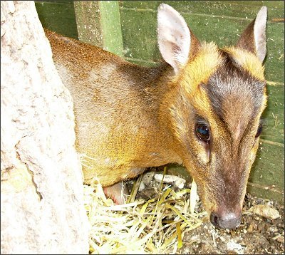 Muntjac