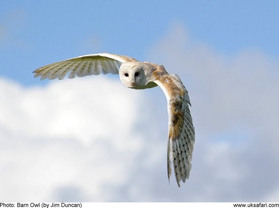 Barn Owl by Jim Duncan