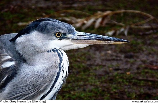 Grey Heron by Ellie King