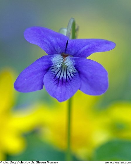 Dog Violet by Dr. Steven Murray