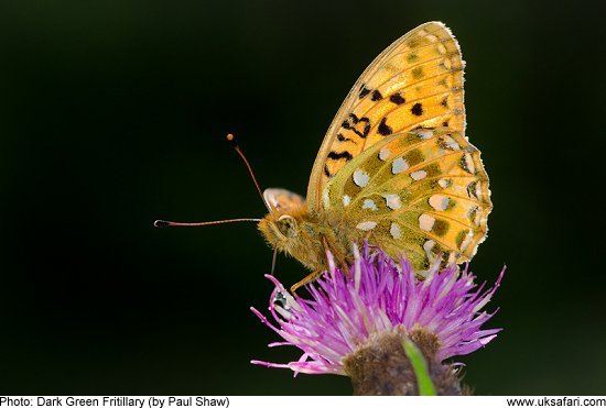 Dark Green Fritillary by Paul Shaw