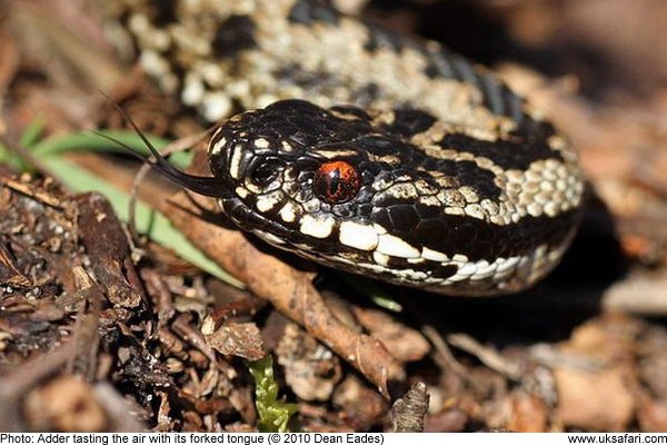 Close up of an adder