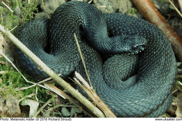 A Black Adder basking in grass