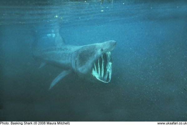 Basking Shark