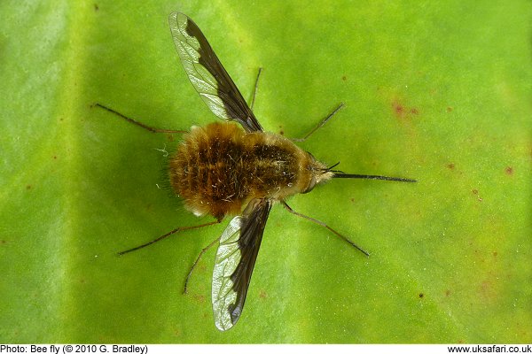 Bee fly