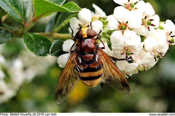 Belted Hoverfly