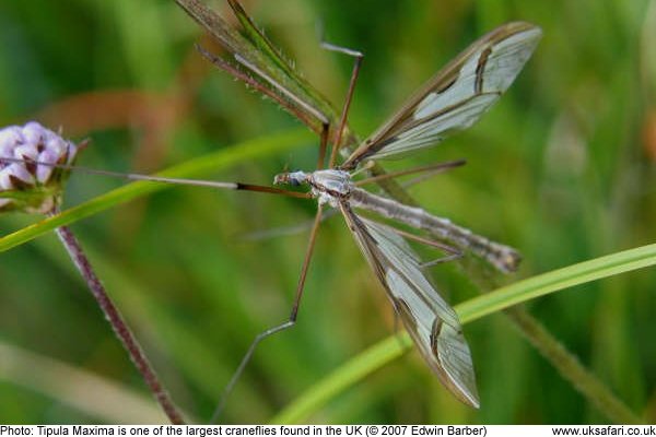 Crane fly