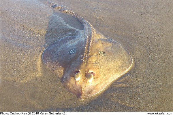 photo of a cuckoo ray