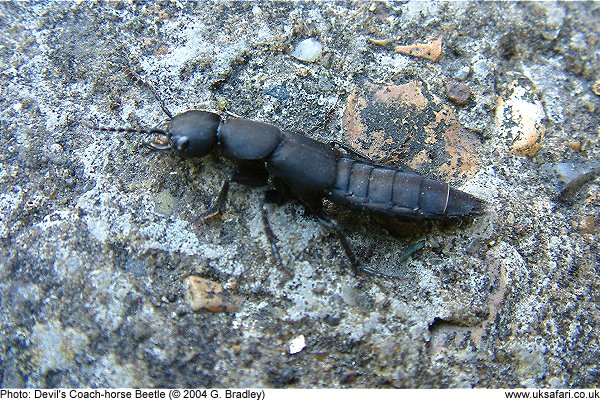 Devil's Coach-horse Beetle