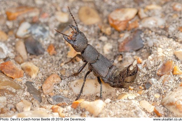 Devil's Coach-horse Beetle