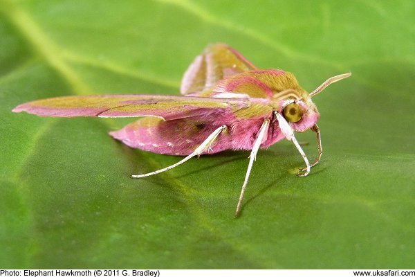 Elephant Hawk-moth