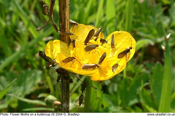 Flower Moths