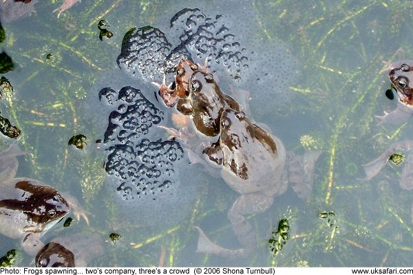 Frogs mating