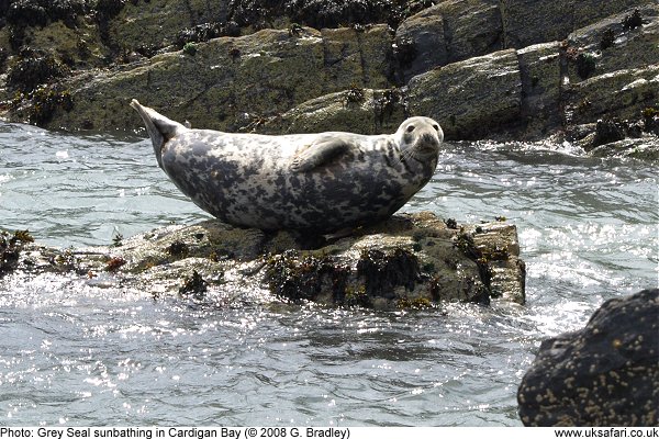 Grey Seal