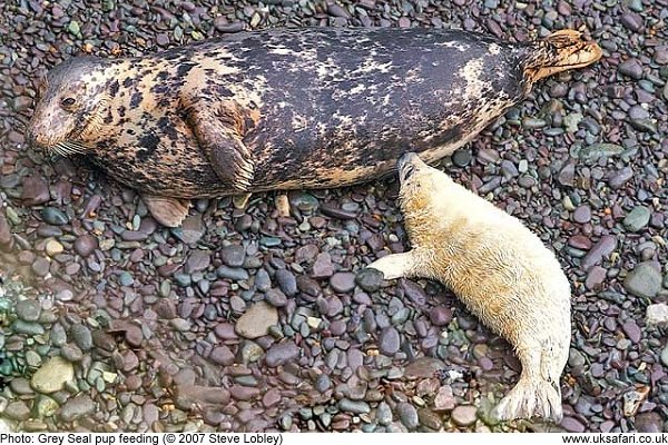 Grey Seals