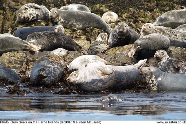 Grey Seals