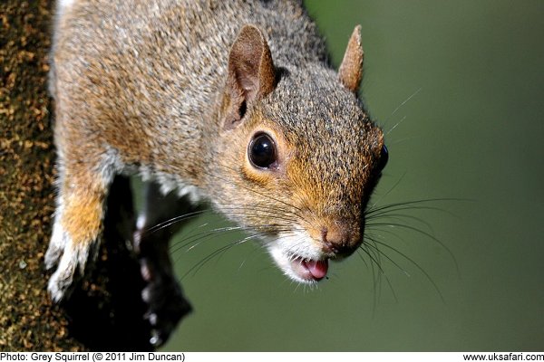 Grey Squirrel