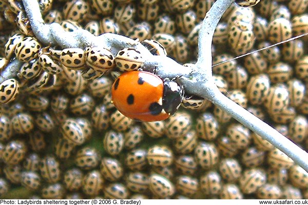 Ladybirds sheltering in a group