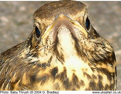 Baby Thrush